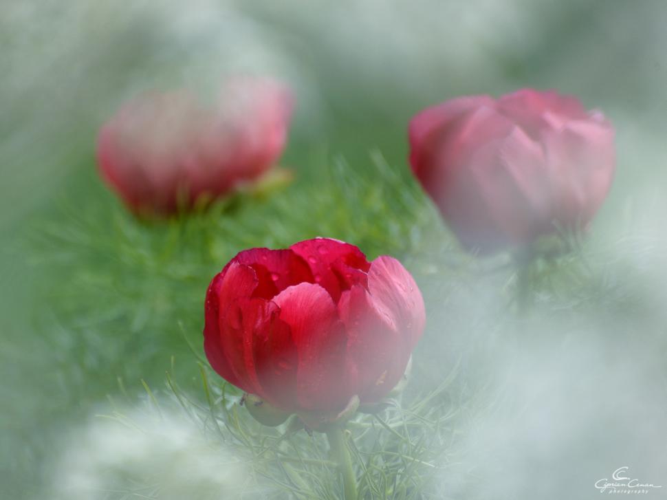 A înflorit primul bujor de stepă din 2026 în Rezervaţia de la Zau de Câmpie, unică în Europa: Când se deschide sezonul de vizitare 1059529