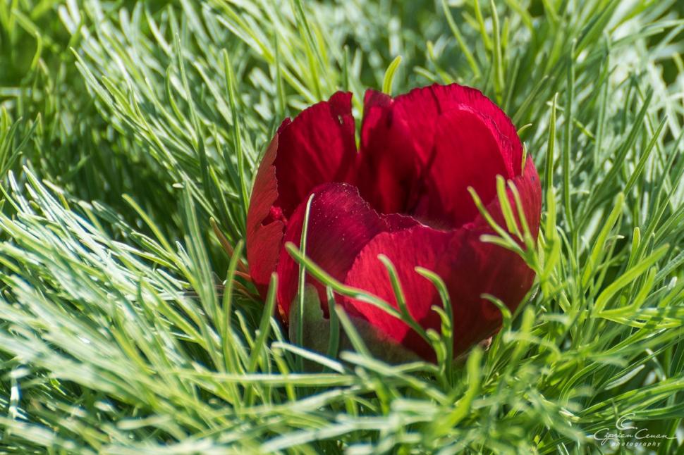 A înflorit primul bujor de stepă din 2026 în Rezervaţia de la Zau de Câmpie, unică în Europa: Când se deschide sezonul de vizitare 1059531