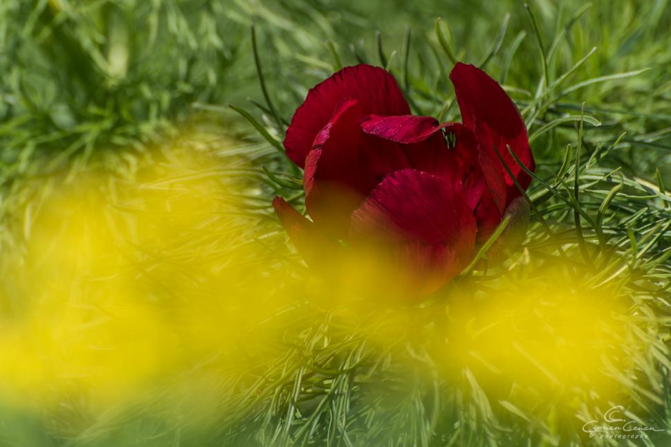 A înflorit primul bujor de stepă din 2026 în Rezervaţia de la Zau de Câmpie, unică în Europa: Când se deschide sezonul de vizitare 1059532