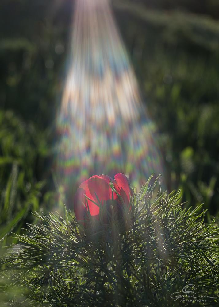A înflorit primul bujor de stepă din 2026 în Rezervaţia de la Zau de Câmpie, unică în Europa: Când se deschide sezonul de vizitare 1059533