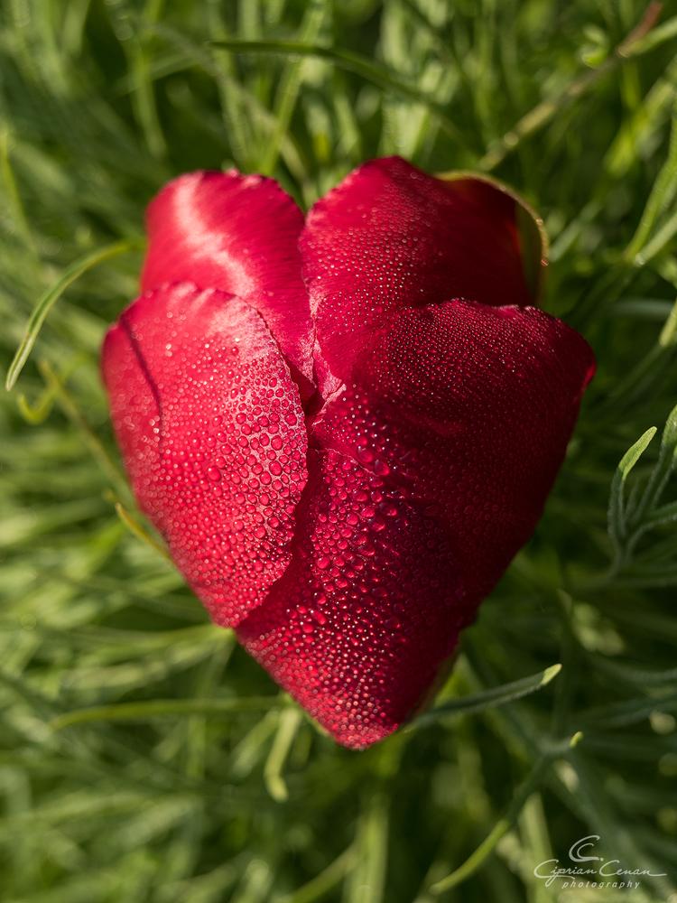 A înflorit primul bujor de stepă din 2026 în Rezervaţia de la Zau de Câmpie, unică în Europa: Când se deschide sezonul de vizitare 1059534