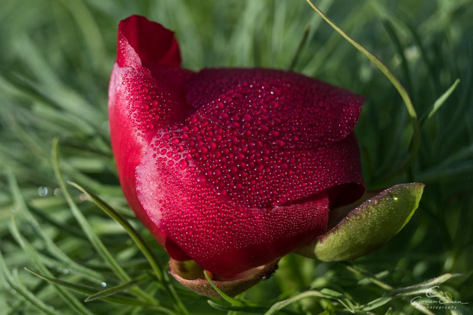 A înflorit primul bujor de stepă din 2026 în Rezervaţia de la Zau de Câmpie, unică în Europa: Când se deschide sezonul de vizitare 1059536