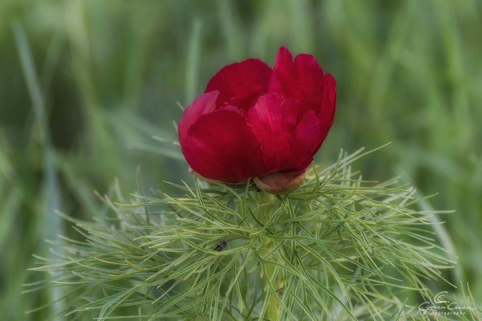 A înflorit primul bujor de stepă din 2026 în Rezervaţia de la Zau de Câmpie, unică în Europa: Când se deschide sezonul de vizitare 1059539