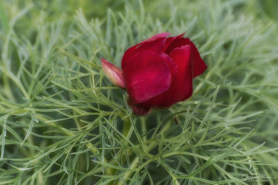 A înflorit primul bujor de stepă din 2026 în Rezervaţia de la Zau de Câmpie, unică în Europa: Când se deschide sezonul de vizitare 1059540