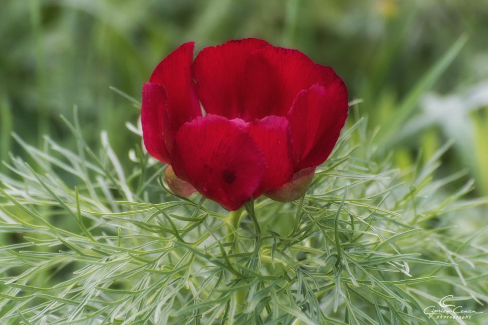 A înflorit primul bujor de stepă din 2026 în Rezervaţia de la Zau de Câmpie, unică în Europa: Când se deschide sezonul de vizitare 1059541