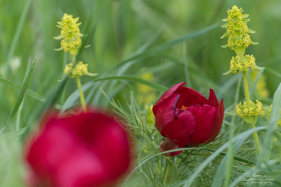 A înflorit primul bujor de stepă din 2026 în Rezervaţia de la Zau de Câmpie, unică în Europa: Când se deschide sezonul de vizitare 1059542