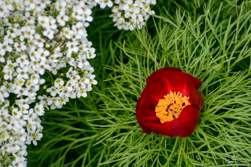 A înflorit primul bujor de stepă din 2026 în Rezervaţia de la Zau de Câmpie, unică în Europa: Când se deschide sezonul de vizitare 1059544