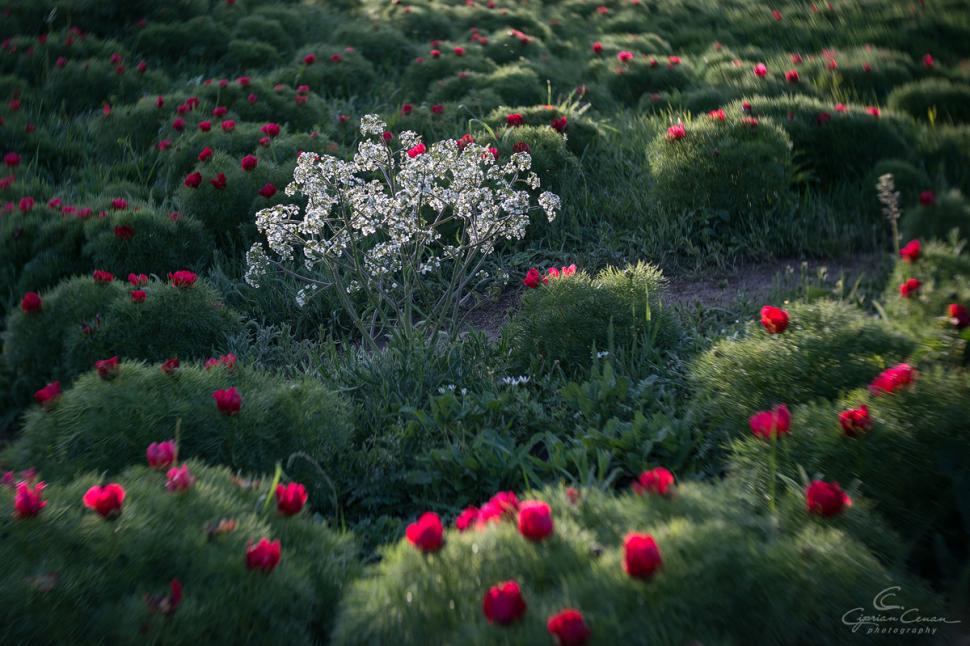 A înflorit primul bujor de stepă din 2026 în Rezervaţia de la Zau de Câmpie, unică în Europa: Când se deschide sezonul de vizitare 1059545
