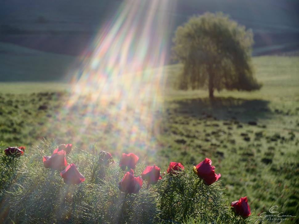 A înflorit primul bujor de stepă din 2026 în Rezervaţia de la Zau de Câmpie, unică în Europa: Când se deschide sezonul de vizitare 1059547