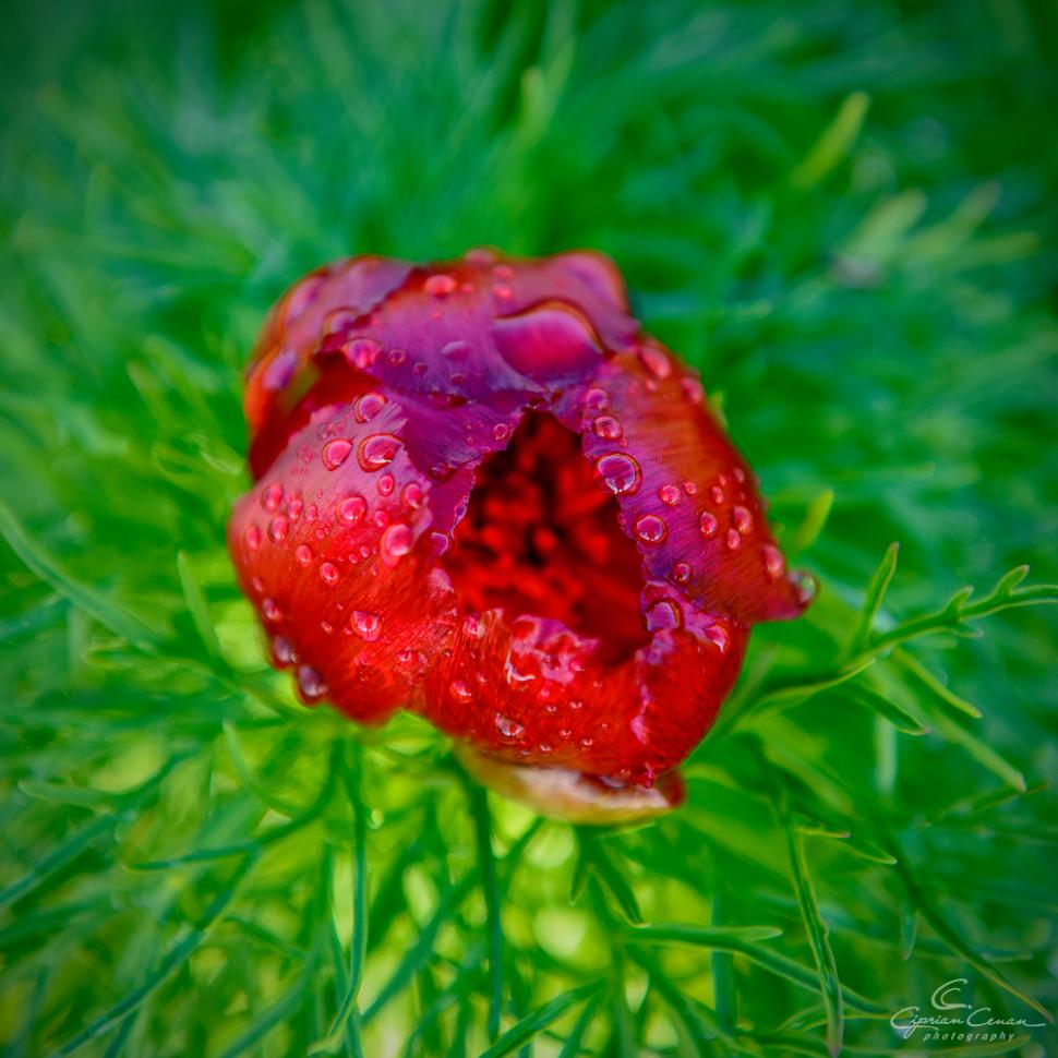 A înflorit primul bujor de stepă din 2026 în Rezervaţia de la Zau de Câmpie, unică în Europa: Când se deschide sezonul de vizitare 1059548