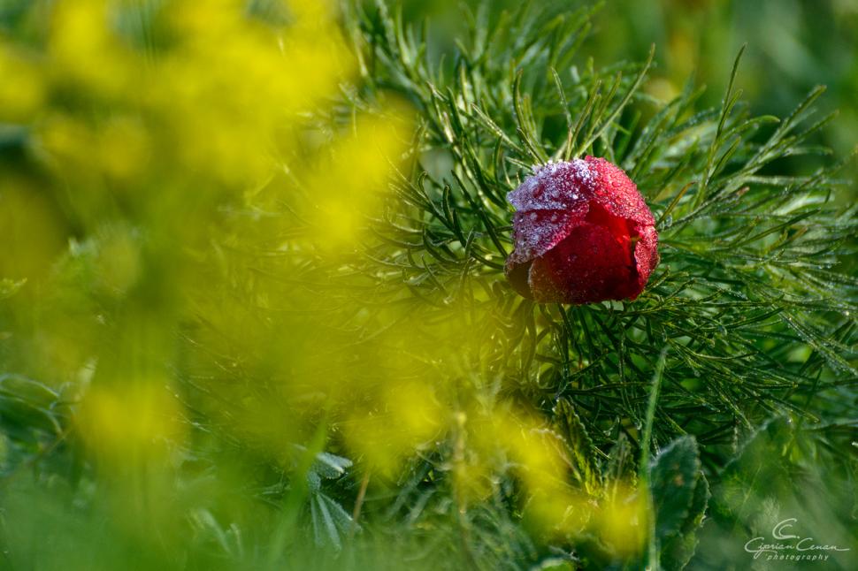 A înflorit primul bujor de stepă din 2026 în Rezervaţia de la Zau de Câmpie, unică în Europa: Când se deschide sezonul de vizitare 1059549