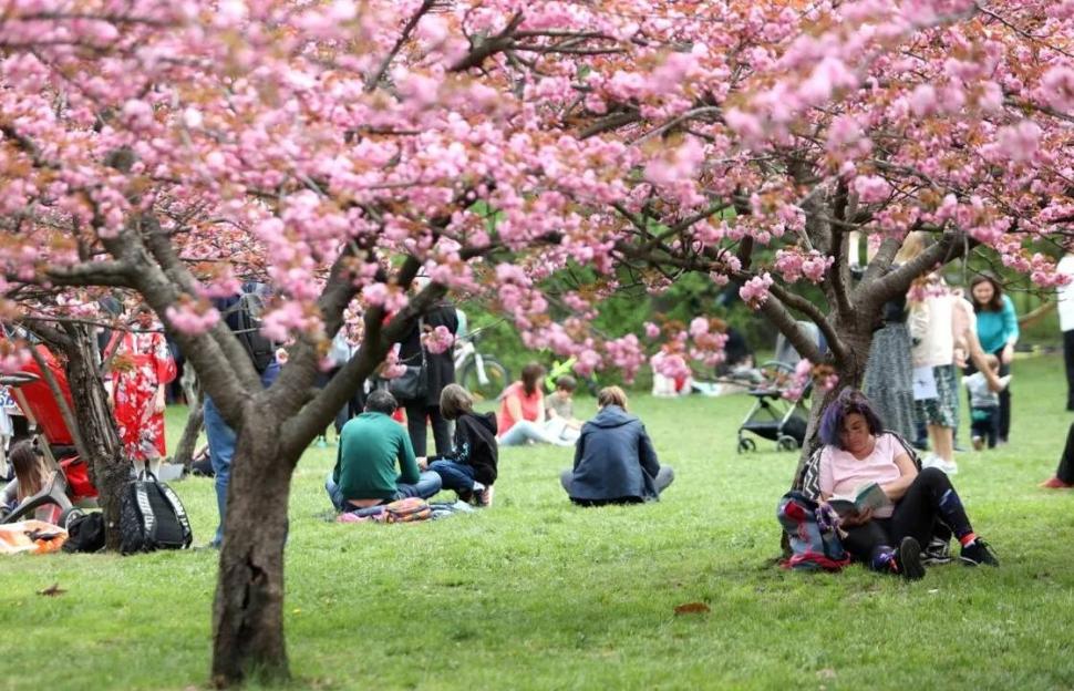 "Avem cea mai mare Grădină Japoneză din Europa". Imagini spectaculoase din Herăstrău, unde Primăria a plantat 85 de cireşi japonezi 1059277