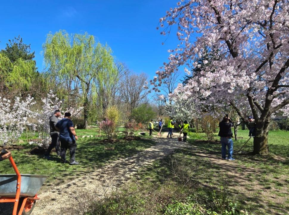 "Avem cea mai mare Grădină Japoneză din Europa". Imagini spectaculoase din Herăstrău, unde Primăria a plantat 85 de cireşi japonezi 1059278