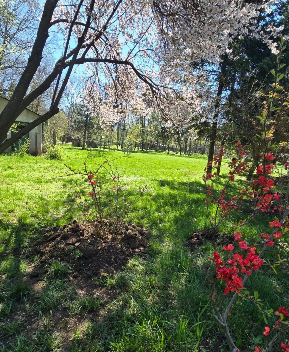 "Avem cea mai mare Grădină Japoneză din Europa". Imagini spectaculoase din Herăstrău, unde Primăria a plantat 85 de cireşi japonezi 1059279