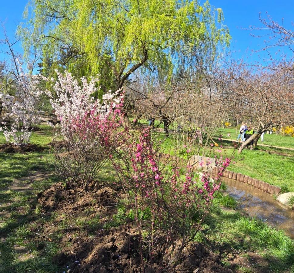 "Avem cea mai mare Grădină Japoneză din Europa". Imagini spectaculoase din Herăstrău, unde Primăria a plantat 85 de cireşi japonezi 1059280