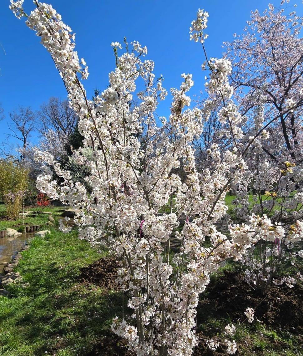 "Avem cea mai mare Grădină Japoneză din Europa". Imagini spectaculoase din Herăstrău, unde Primăria a plantat 85 de cireşi japonezi 1059281