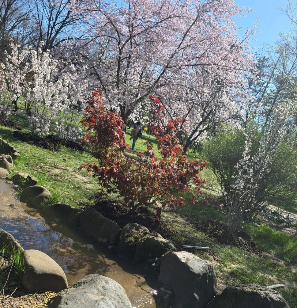 "Avem cea mai mare Grădină Japoneză din Europa". Imagini spectaculoase din Herăstrău, unde Primăria a plantat 85 de cireşi japonezi 1059282