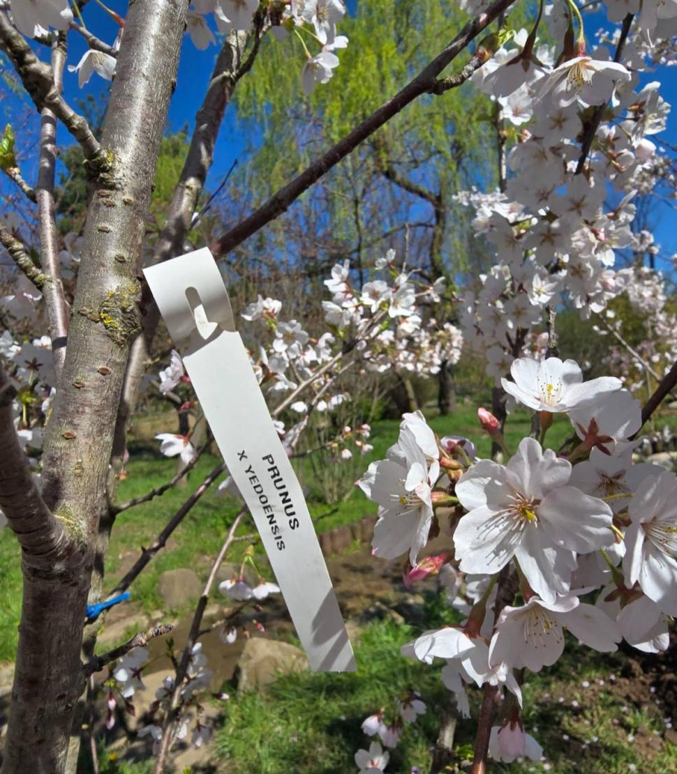 "Avem cea mai mare Grădină Japoneză din Europa". Imagini spectaculoase din Herăstrău, unde Primăria a plantat 85 de cireşi japonezi 1059283