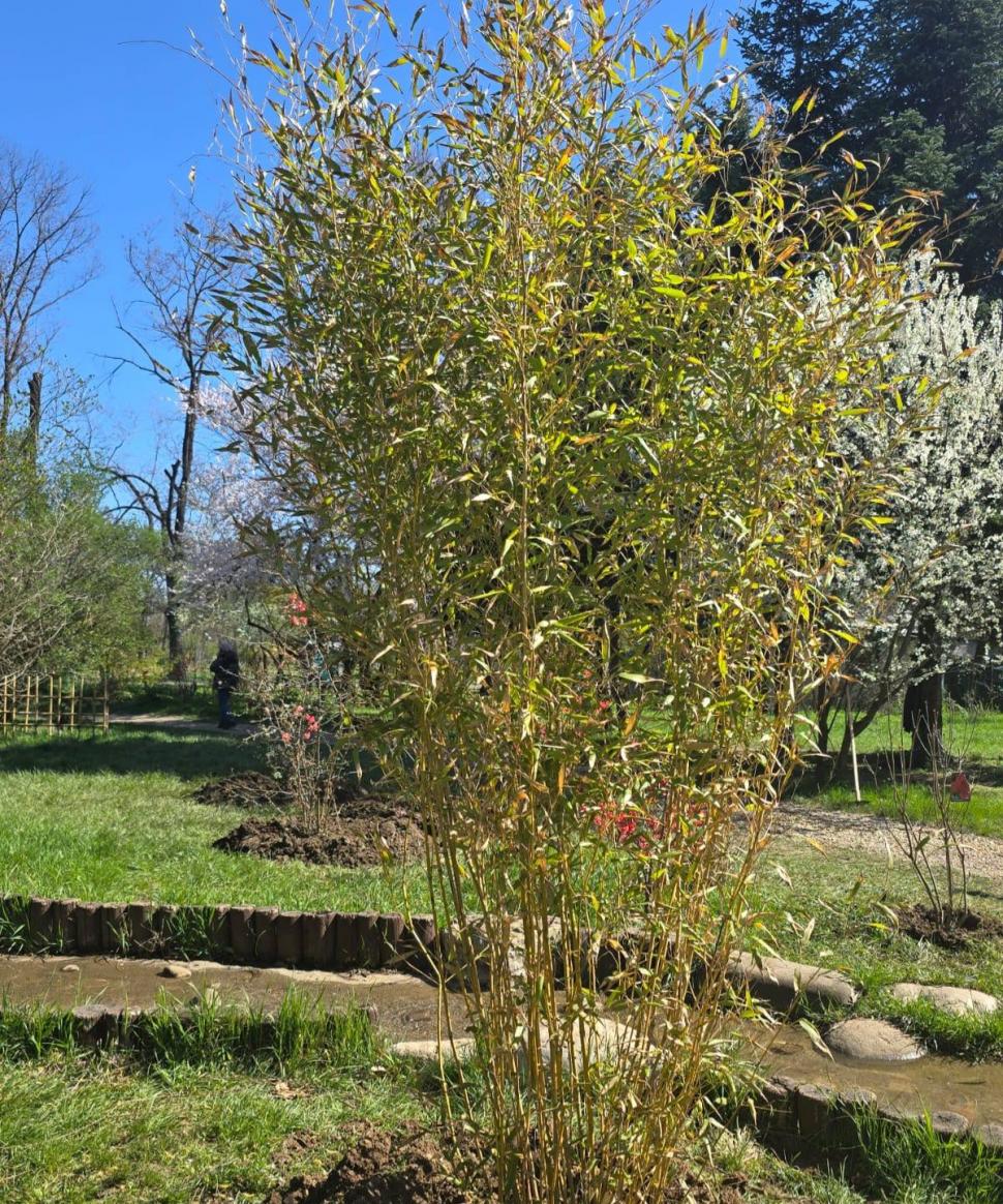 "Avem cea mai mare Grădină Japoneză din Europa". Imagini spectaculoase din Herăstrău, unde Primăria a plantat 85 de cireşi japonezi 1059284