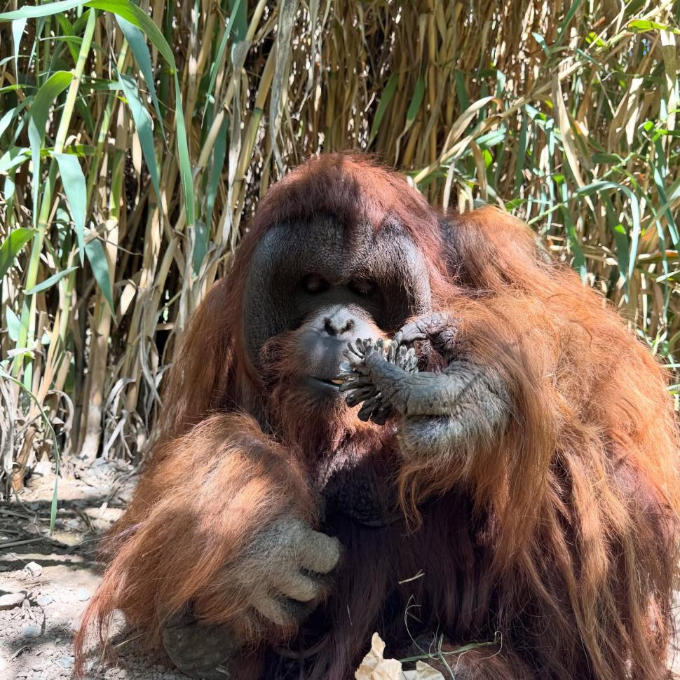 O grădină zoologică din Chile a organizat o „vânătoare de ouă” de Paște inedită, pentru maimuțe, suricate și feline 1059333