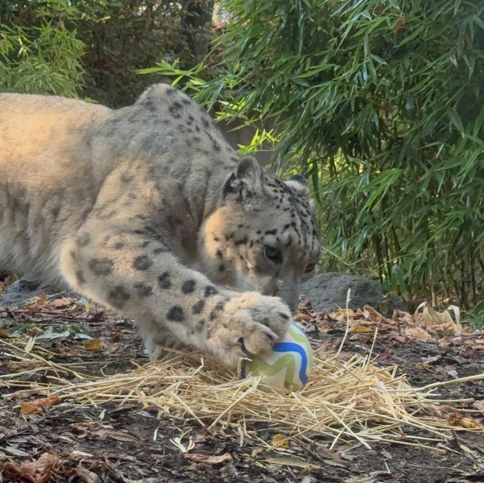 O grădină zoologică din Chile a organizat o „vânătoare de ouă” de Paște inedită, pentru maimuțe, suricate și feline 1059334
