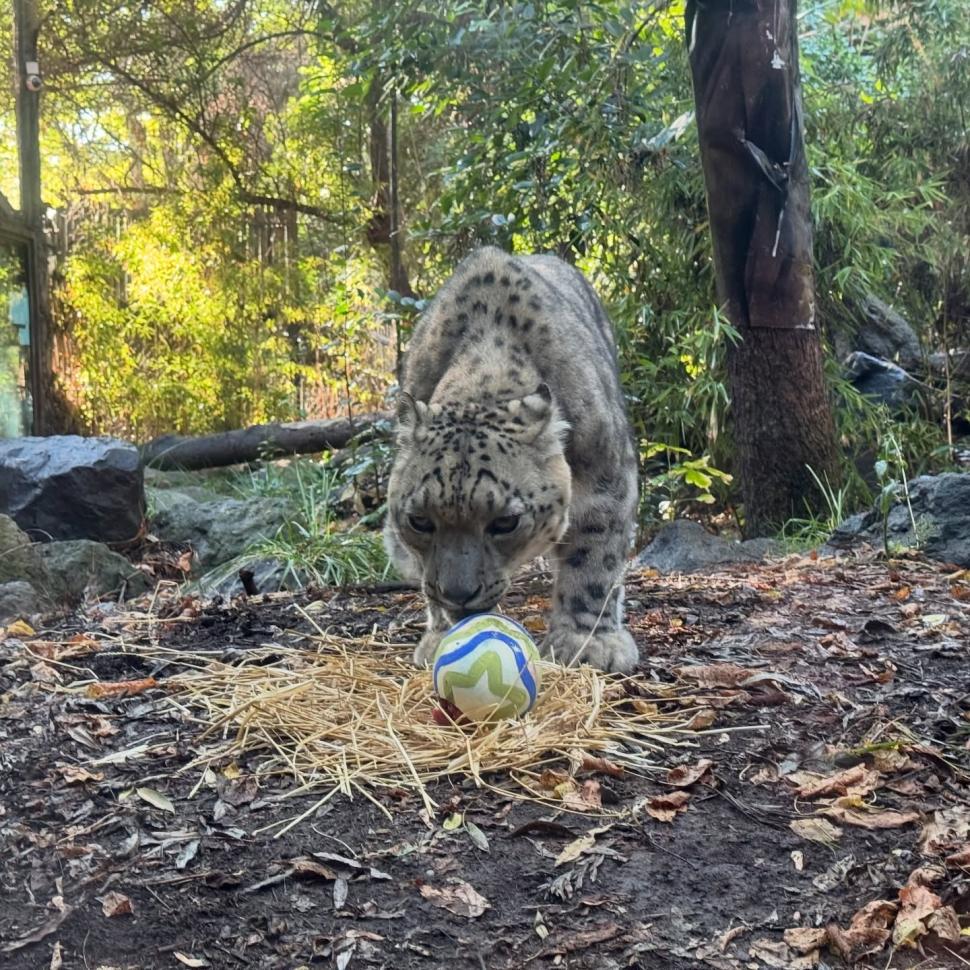 O grădină zoologică din Chile a organizat o „vânătoare de ouă” de Paște inedită, pentru maimuțe, suricate și feline 1059335