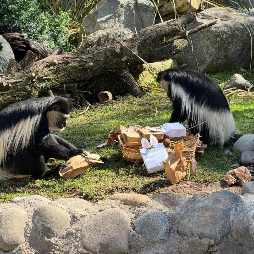 O grădină zoologică din Chile a organizat o „vânătoare de ouă” de Paște inedită, pentru maimuțe, suricate și feline 1059336
