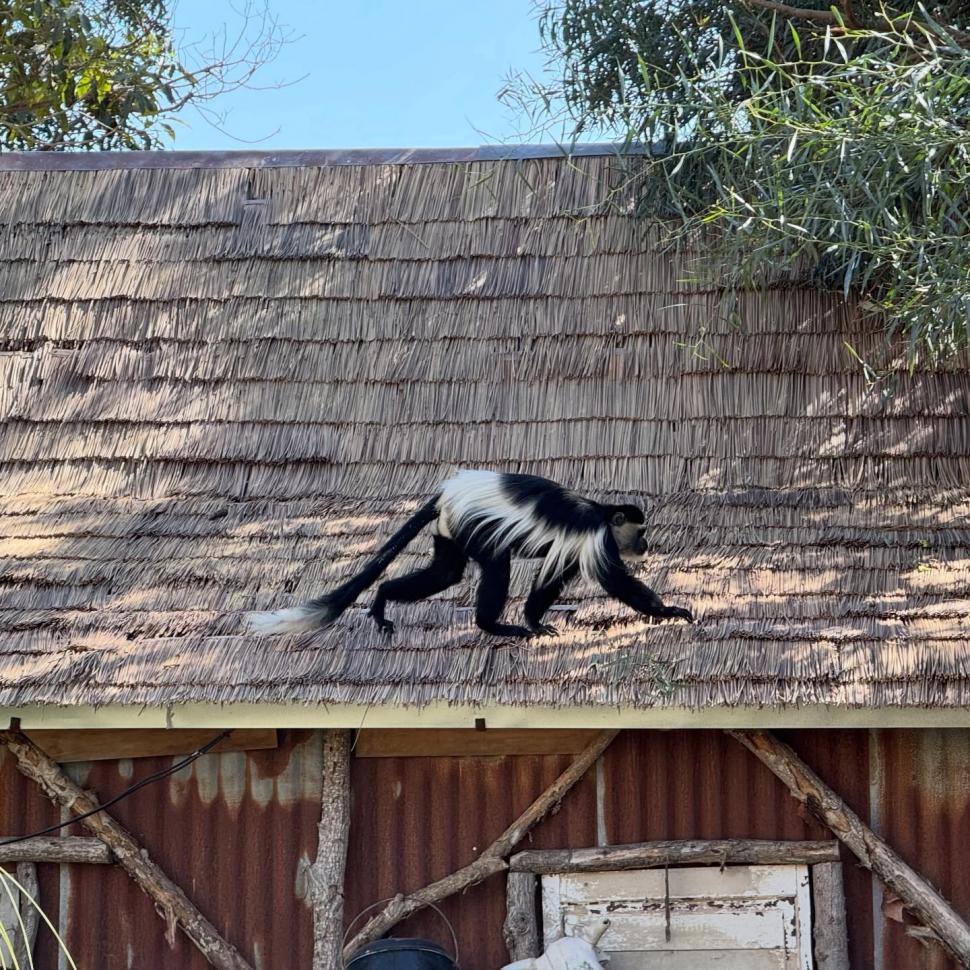 O grădină zoologică din Chile a organizat o „vânătoare de ouă” de Paște inedită, pentru maimuțe, suricate și feline 1059337