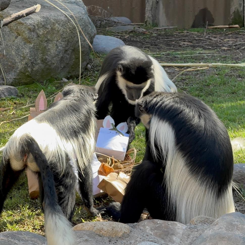 O grădină zoologică din Chile a organizat o „vânătoare de ouă” de Paște inedită, pentru maimuțe, suricate și feline 1059338