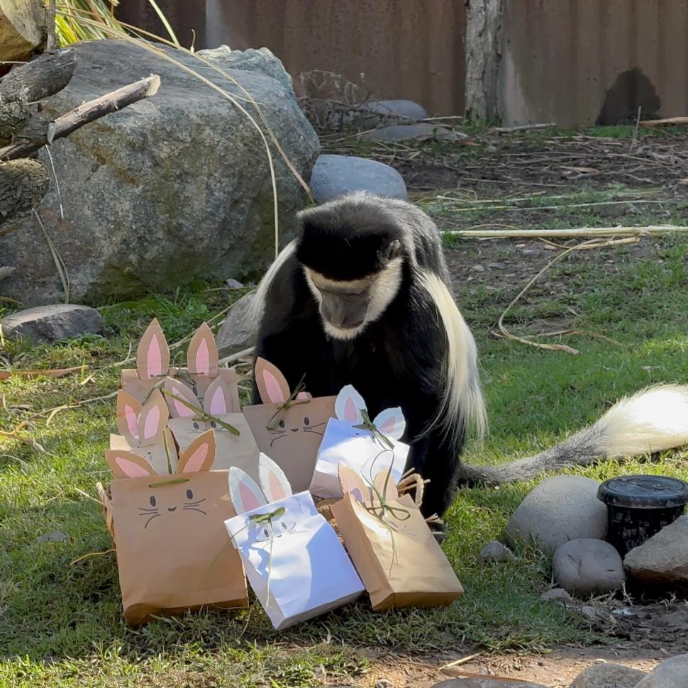 O grădină zoologică din Chile a organizat o „vânătoare de ouă” de Paște inedită, pentru maimuțe, suricate și feline 1059339