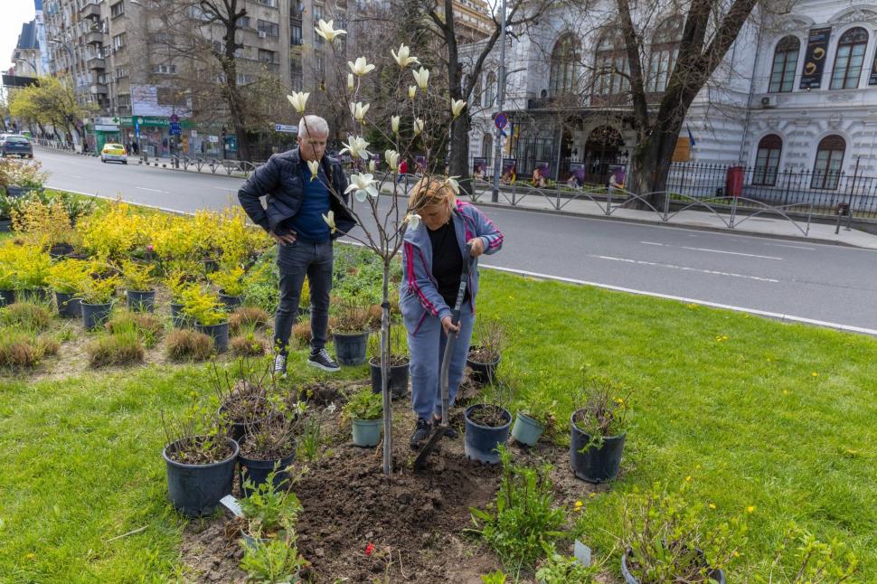 Imagini cu zona verde de la Kilometrul 0 al Bucureștiului, după ce Primăria a plantat 200 de flori. "Vedetele vor fi cele 3 magnolii" 1060733