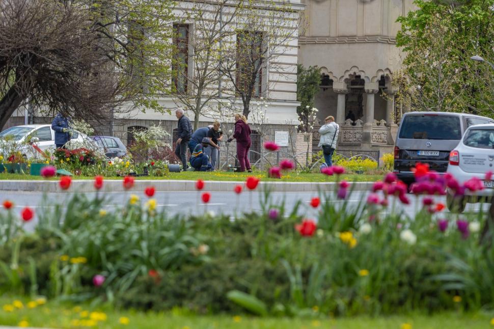 Imagini cu zona verde de la Kilometrul 0 al Bucureștiului, după ce Primăria a plantat 200 de flori. "Vedetele vor fi cele 3 magnolii" 1060734
