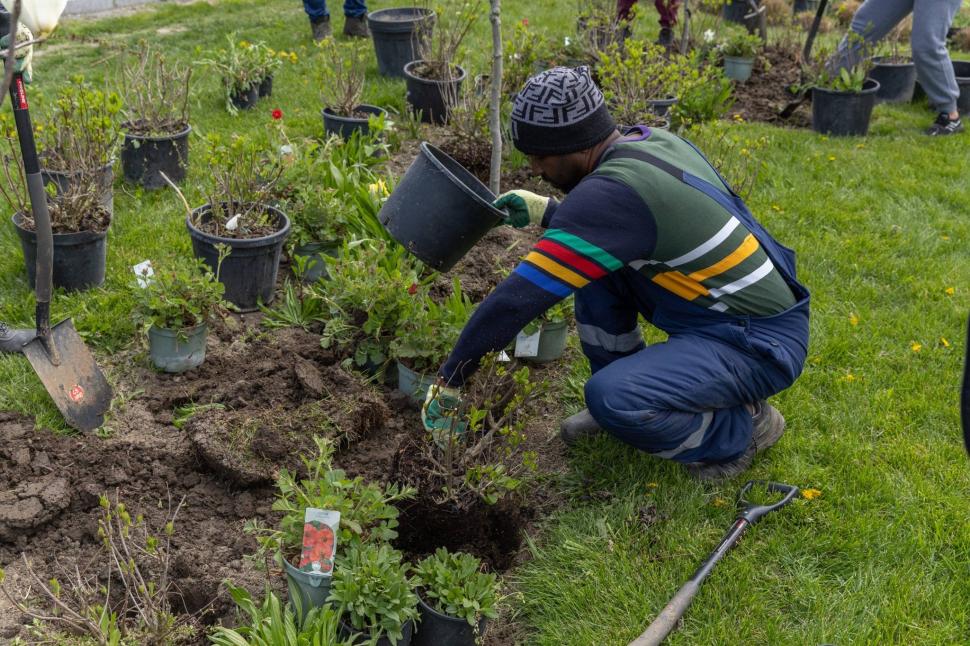 Imagini cu zona verde de la Kilometrul 0 al Bucureștiului, după ce Primăria a plantat 200 de flori. "Vedetele vor fi cele 3 magnolii" 1060735
