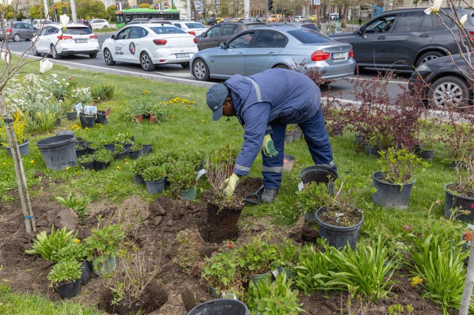Imagini cu zona verde de la Kilometrul 0 al Bucureștiului, după ce Primăria a plantat 200 de flori. "Vedetele vor fi cele 3 magnolii" 1060736