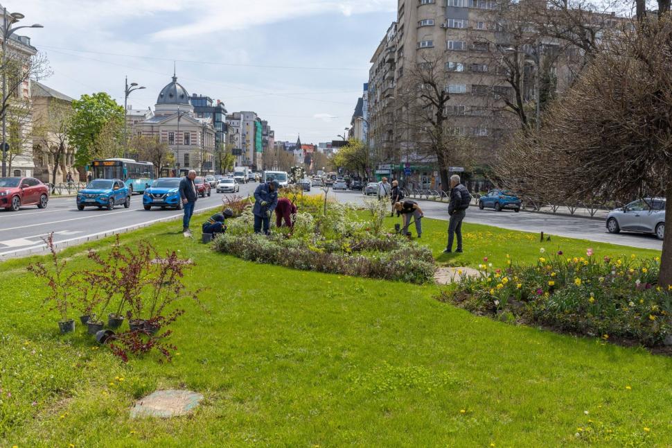 Imagini cu zona verde de la Kilometrul 0 al Bucureștiului, după ce Primăria a plantat 200 de flori. "Vedetele vor fi cele 3 magnolii" 1060737