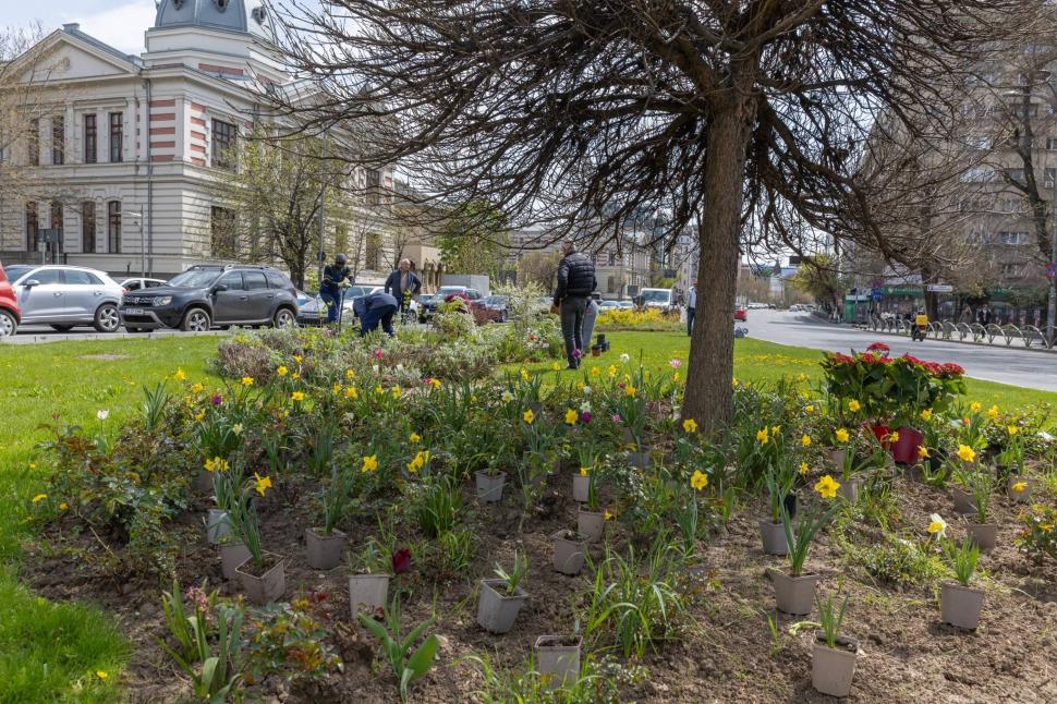 Imagini cu zona verde de la Kilometrul 0 al Bucureștiului, după ce Primăria a plantat 200 de flori. "Vedetele vor fi cele 3 magnolii" 1060738