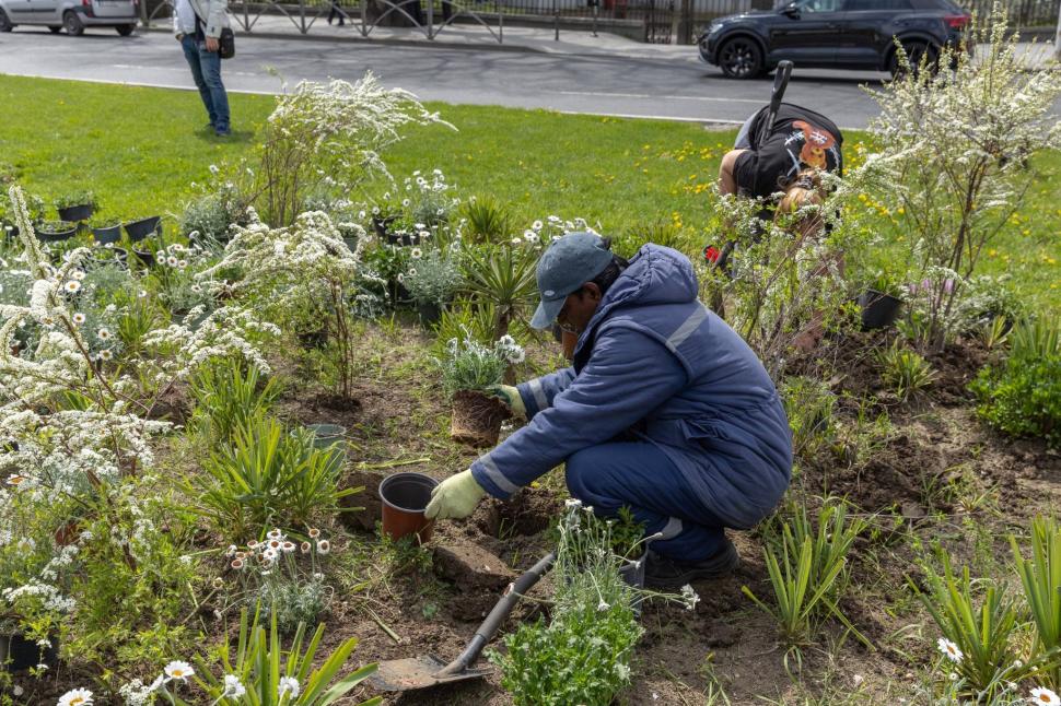 Imagini cu zona verde de la Kilometrul 0 al Bucureștiului, după ce Primăria a plantat 200 de flori. "Vedetele vor fi cele 3 magnolii" 1060739
