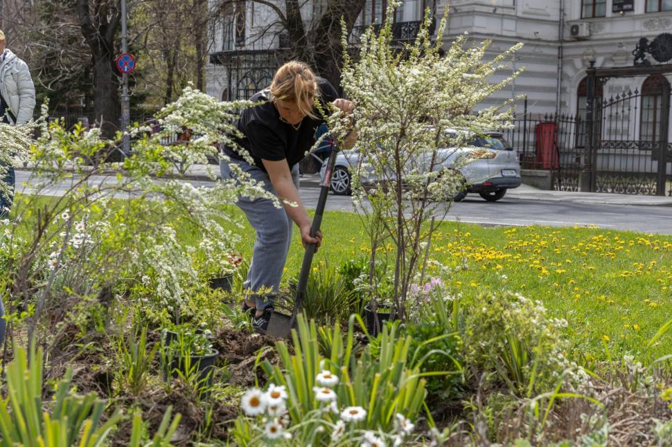 Imagini cu zona verde de la Kilometrul 0 al Bucureștiului, după ce Primăria a plantat 200 de flori. "Vedetele vor fi cele 3 magnolii" 1060741