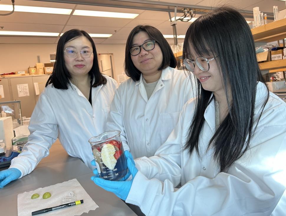 O nouă soluție naturală de spălare a fructelor elimină 94% din pesticide, iar strugurii rămân proaspeți 15 zile la temperatura camerei 1060601