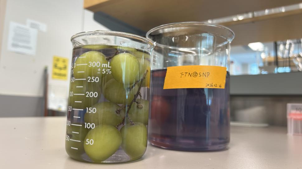 O nouă soluție naturală de spălare a fructelor elimină 94% din pesticide, iar strugurii rămân proaspeți 15 zile la temperatura camerei 1060606