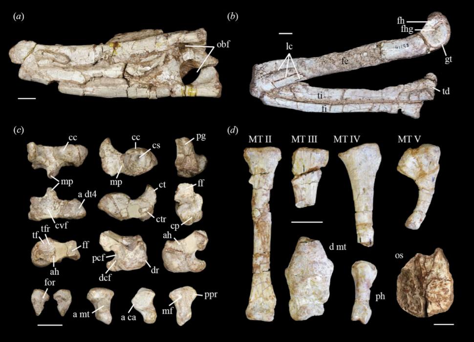 Descoperire neașteptată la o fosilă ținută opt decenii în pivnița unui muzeu de la Yale: Are 200 de milioane de ani și e o specie nouă 1061014