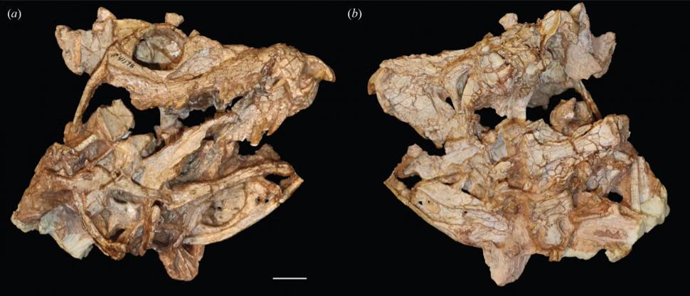 Descoperire neașteptată la o fosilă ținută opt decenii în pivnița unui muzeu de la Yale: Are 200 de milioane de ani și e o specie nouă 1061015