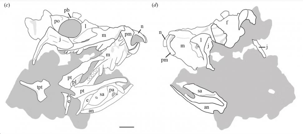 Descoperire neașteptată la o fosilă ținută opt decenii în pivnița unui muzeu de la Yale: Are 200 de milioane de ani și e o specie nouă 1061016