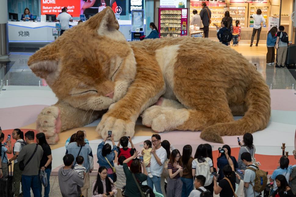 O pisică uriașă doarme în aeroportul din Hong Kong. Are 8 metri lungime, își mișcă coada și toarce, iar călătorii sunt cuceriți de ea 1061269