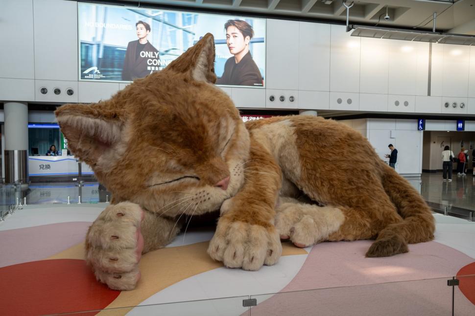 O pisică uriașă doarme în aeroportul din Hong Kong. Are 8 metri lungime, își mișcă coada și toarce, iar călătorii sunt cuceriți de ea 1061273