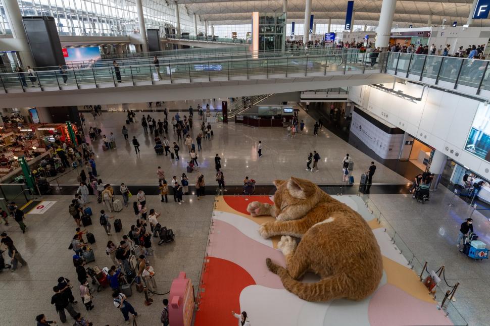 O pisică uriașă doarme în aeroportul din Hong Kong. Are 8 metri lungime, își mișcă coada și toarce, iar călătorii sunt cuceriți de ea 1061274