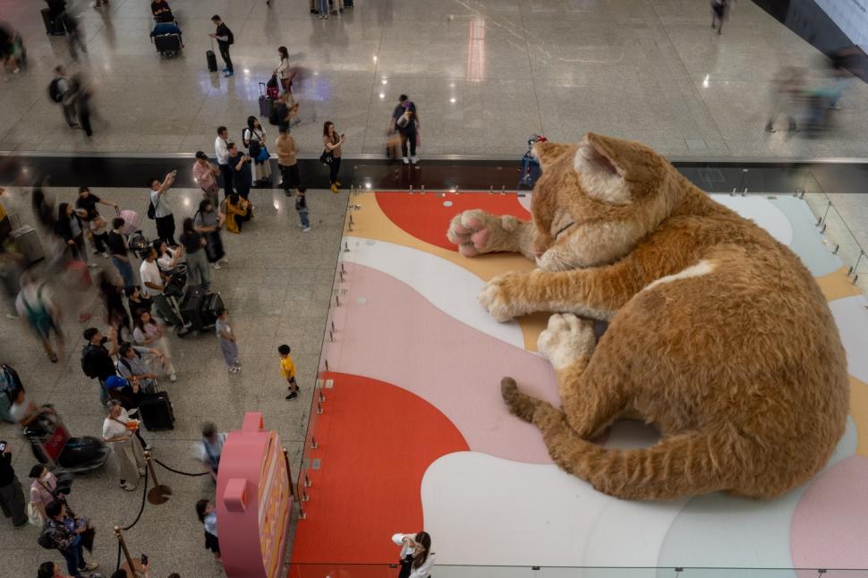O pisică uriașă doarme în aeroportul din Hong Kong. Are 8 metri lungime, își mișcă coada și toarce, iar călătorii sunt cuceriți de ea 1061275