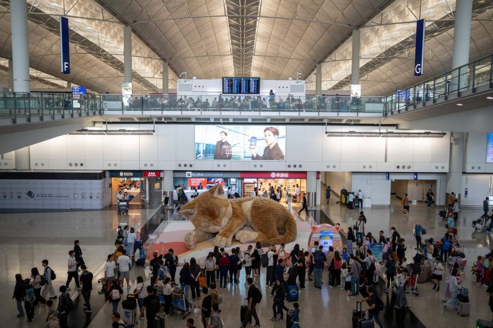 O pisică uriașă doarme în aeroportul din Hong Kong. Are 8 metri lungime, își mișcă coada și toarce, iar călătorii sunt cuceriți de ea 1061277