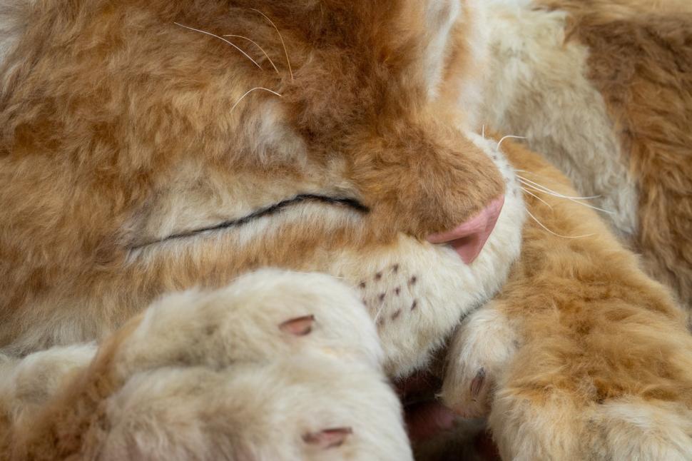 O pisică uriașă doarme în aeroportul din Hong Kong. Are 8 metri lungime, își mișcă coada și toarce, iar călătorii sunt cuceriți de ea 1061278