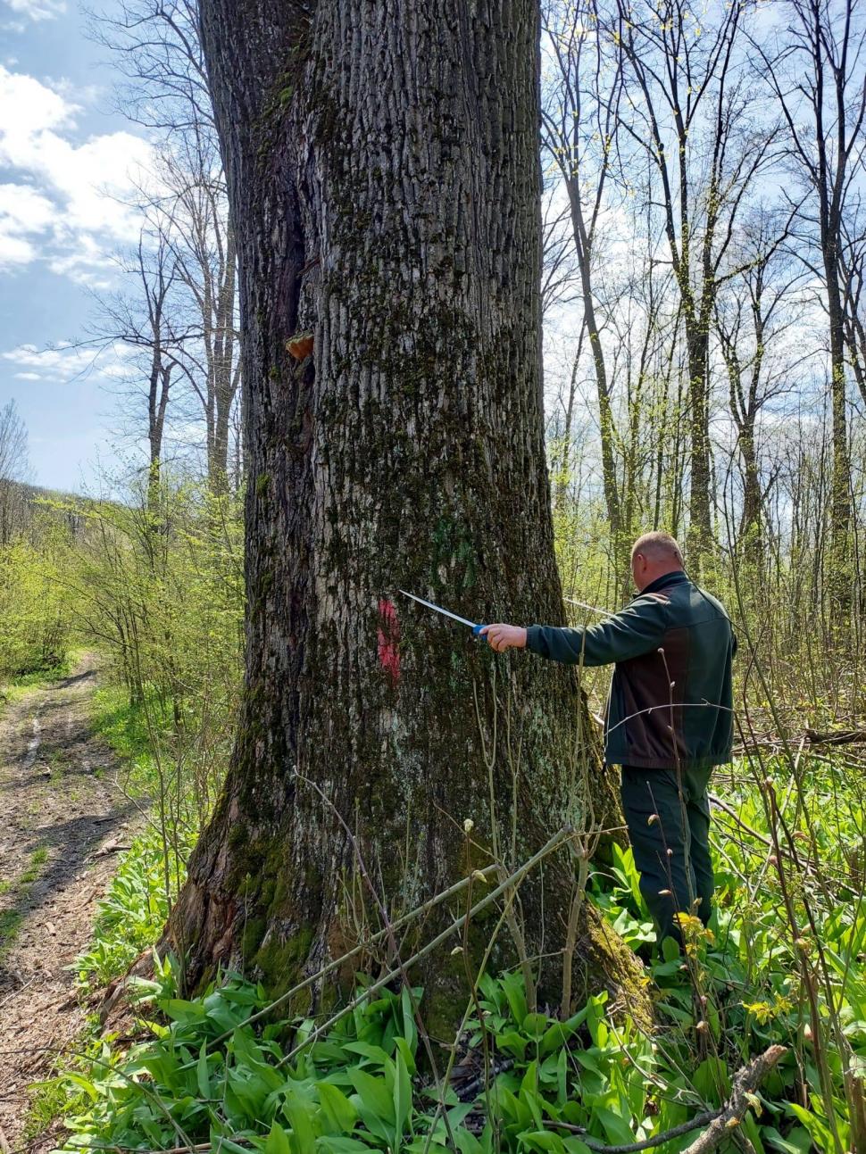 Buzoianu spune că arbori seculari din jurul Iaşiului au fost salvaţi de la tăiere: Vor fi lăsați pentru biodiversitate 1061806